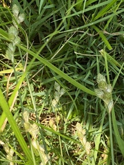 Carex longii