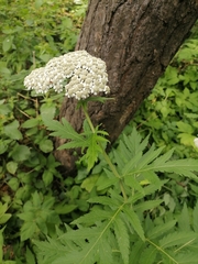 Tanacetum macrophyllum