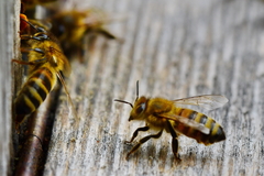 Apis mellifera
