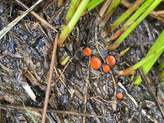 Scutellinia decipiens