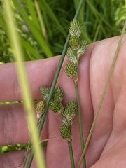 Carex longii