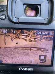 Trachylepis depressa