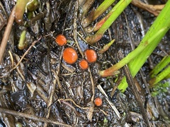 Scutellinia decipiens