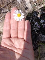 Erigeron silenifolius