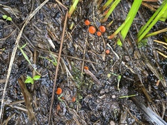 Scutellinia decipiens