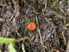 Scutellinia decipiens