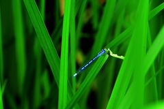Coenagrion puella