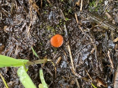 Scutellinia decipiens