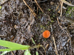 Scutellinia decipiens