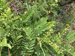 Amorpha ouachitensis