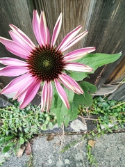 Echinacea purpurea