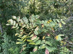 Amorpha ouachitensis