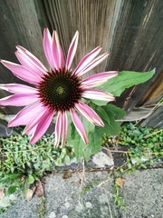 Echinacea purpurea