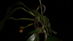 Lycodon subannulatus