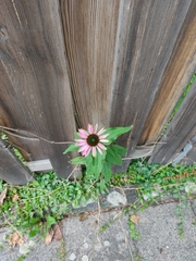 Echinacea purpurea