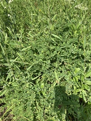 Amorpha ouachitensis