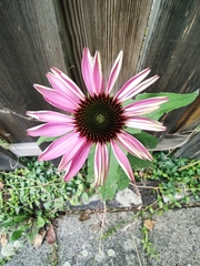 Echinacea purpurea