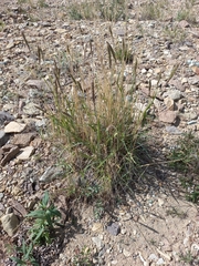 Leymus ajanensis