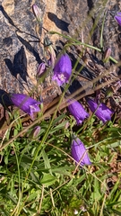 Campanula willkommii