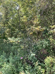 Amorpha ouachitensis