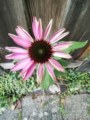 Echinacea purpurea
