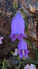 Campanula willkommii