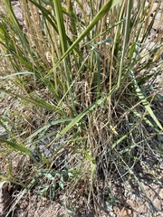 Leymus ajanensis