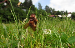 Holochelus