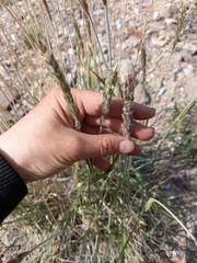 Leymus ajanensis