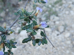 Blepharis calcitrapa