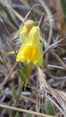 Linaria verticillata verticillata