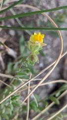 Linaria verticillata verticillata