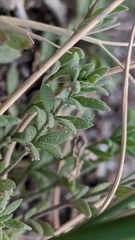 Linaria verticillata verticillata