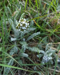 Achillea nana