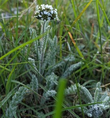 Achillea nana