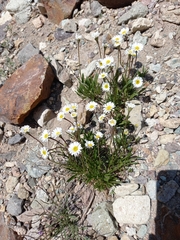 Erigeron silenifolius