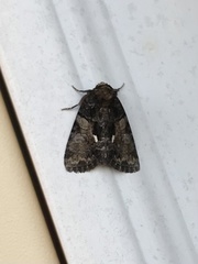 Chytonix palliatricula