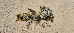 Sargassum