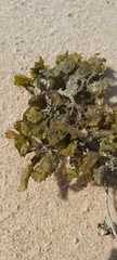 Sargassum