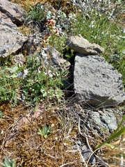 Micranthes redofskyi