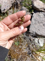 Micranthes redofskyi