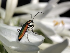 Chrysanthia reitteri