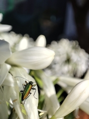 Chrysanthia reitteri