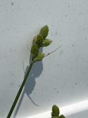 Carex longii