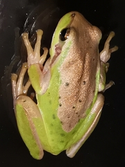 Hyla meridionalis