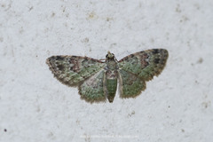 Bosara emarginaria