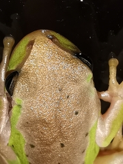 Hyla meridionalis
