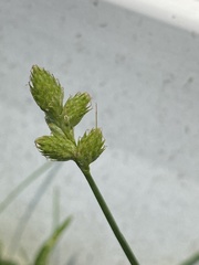 Carex longii