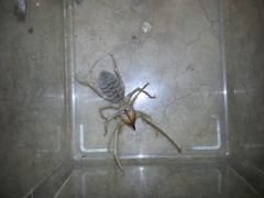 Galeodidae