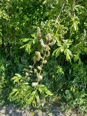 Salix udensis